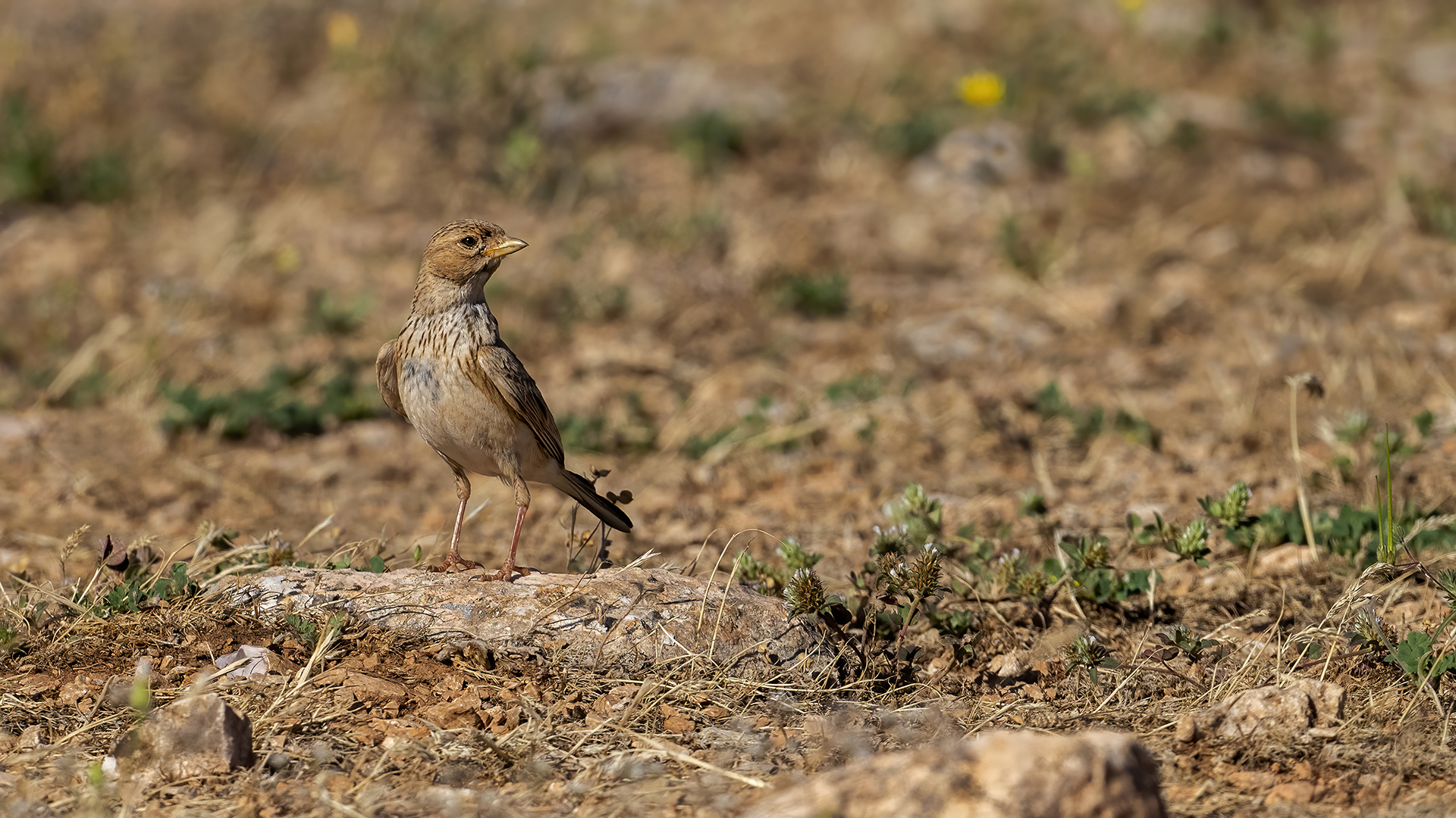 Lesser Short-toed Lark